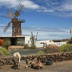 Auf Lanzarote