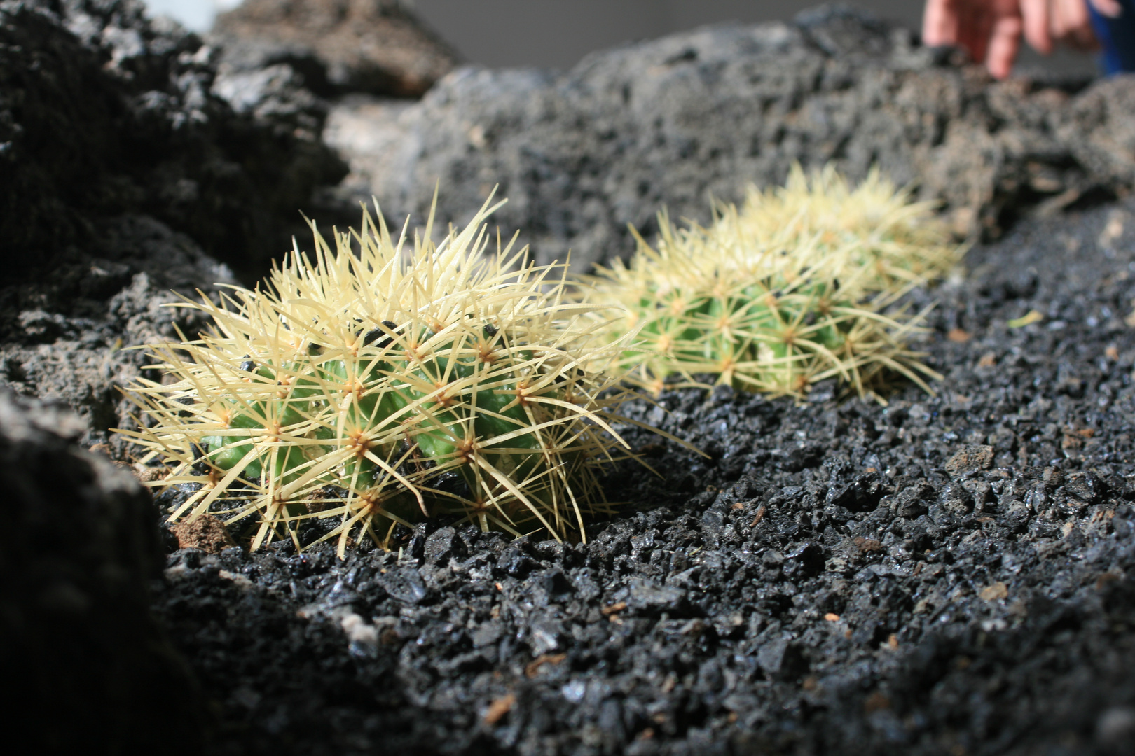 Auf Lanzarote... / En Lanzarote...