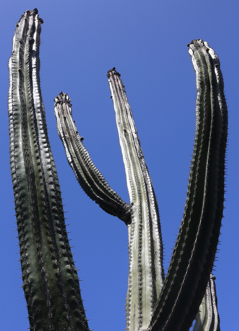 Auf Lanzarote (X)