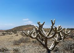 Auf Lanzarote (XII)