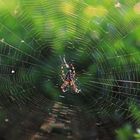 auf lauer - heute im garten 5