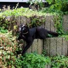 auf Lauerstellung im Steingarten- unser Freigänger-Kater