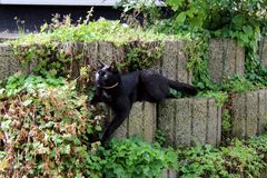 auf Lauerstellung im Steingarten- unser Freigänger-Kater