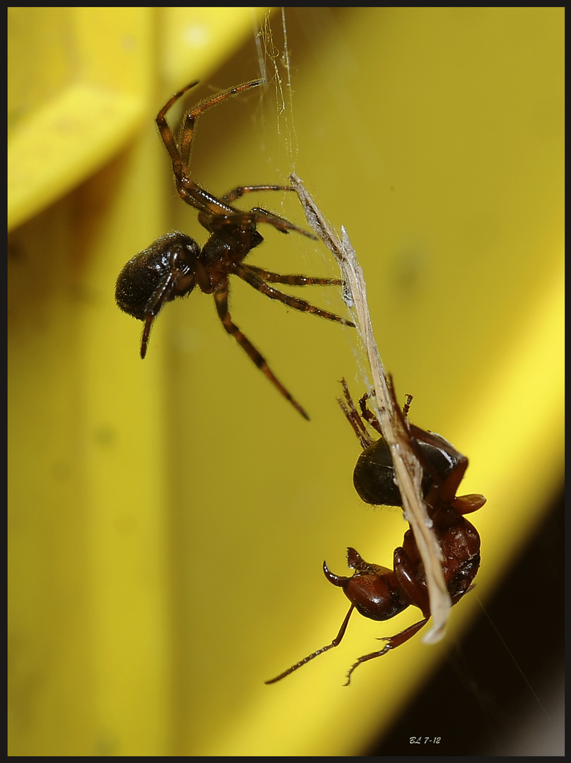 Auf Leben und Tod.........Spinne vs. Ameise