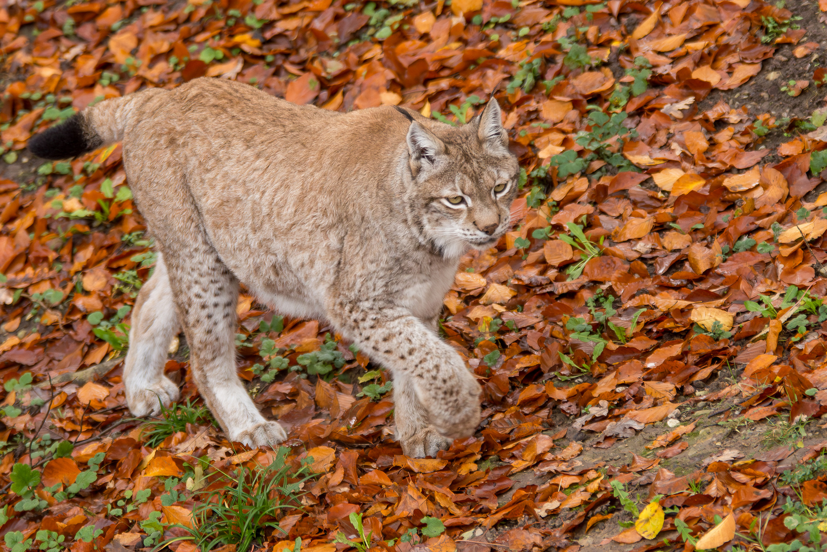 Auf leisen Füssen im herbstlichen Laub. 