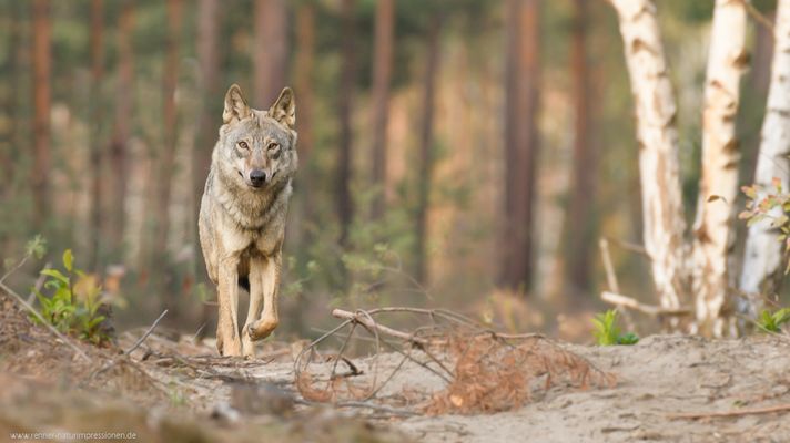 Auf leisen Pfoten...