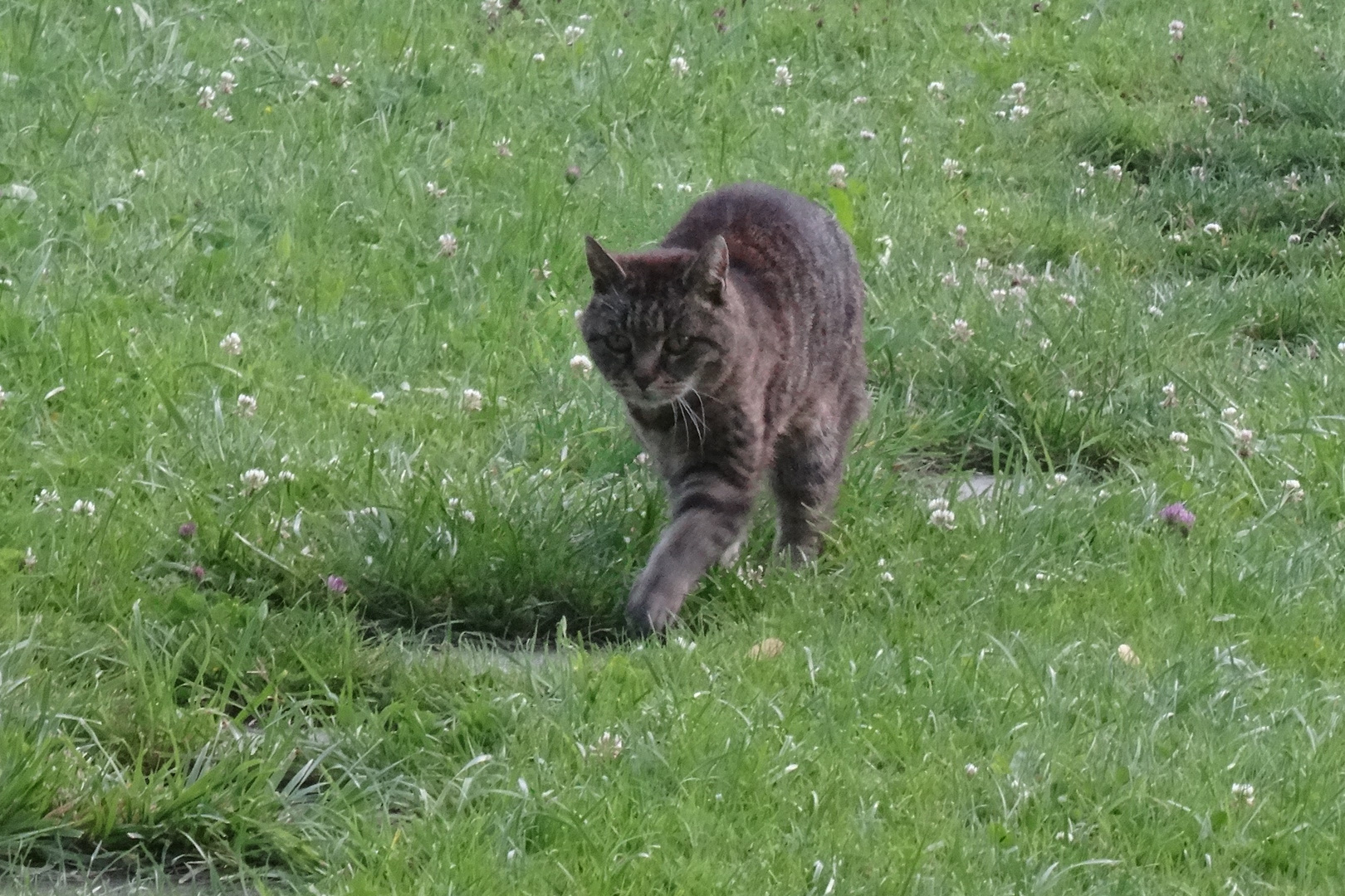 Auf leisen  Pfoten durch den Klostergarten 