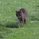 Auf leisen  Pfoten durch den Klostergarten 