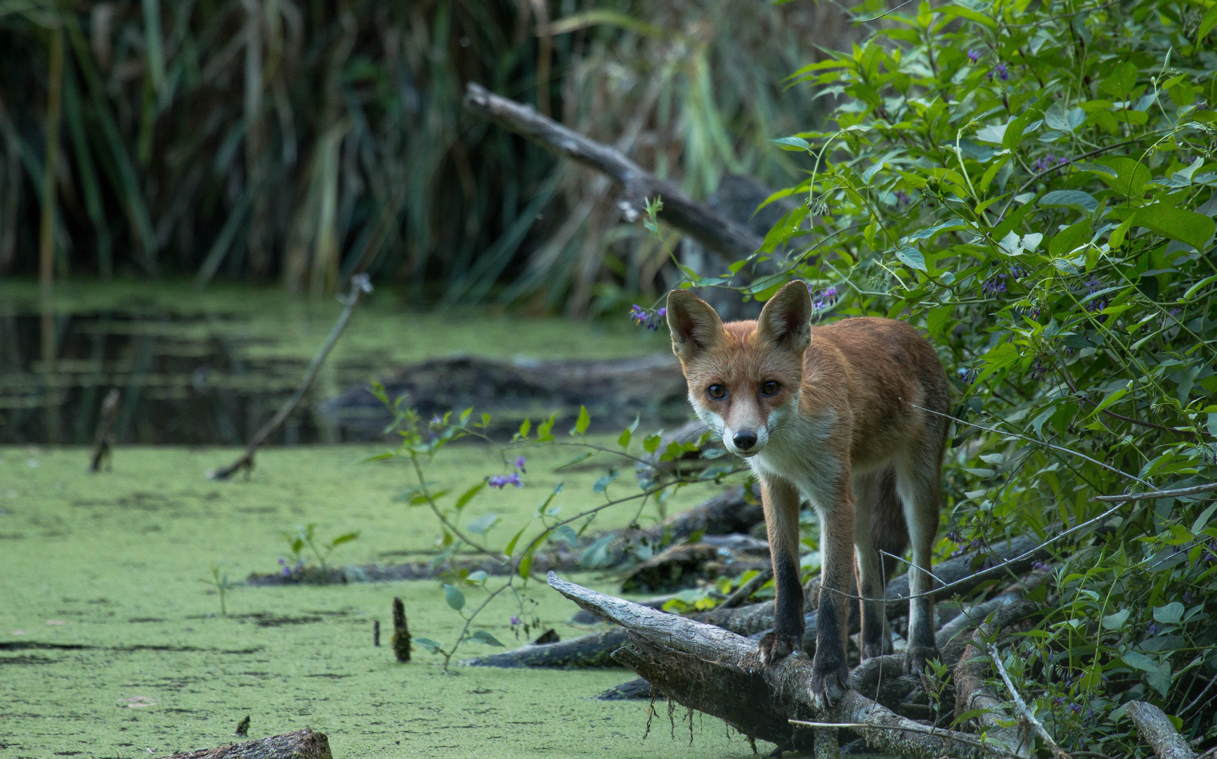 Auf leisen Pfoten im Auwald