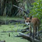 Auf leisen Pfoten im Auwald