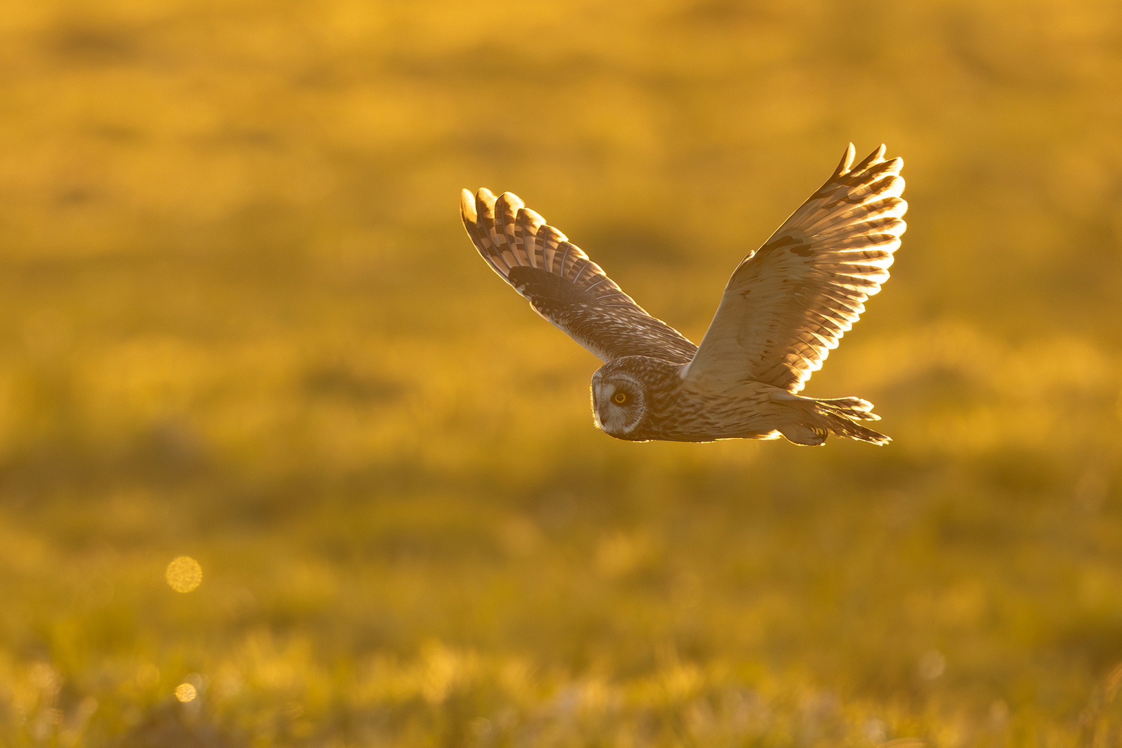 Auf leisen Schwingen