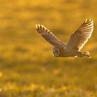 Auf leisen Schwingen