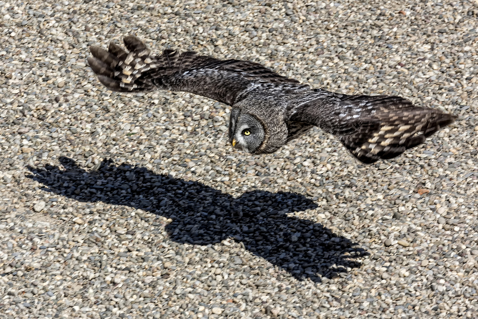 Auf leisen Schwingen