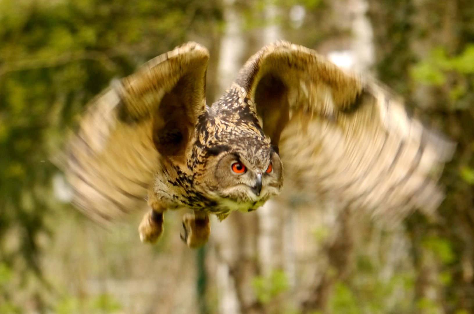 Auf leisen Schwingen