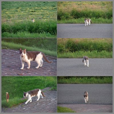 Auf leisen Sohlen…