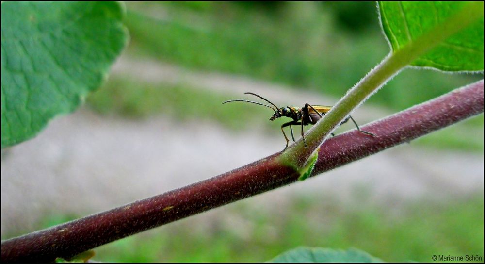 Auf leisen Sohlen kam der kleine Bock-Käfer hier vorbei... Foto & Bild