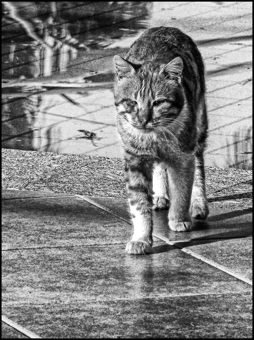 AUF LEISEN SOHLEN.......DER KATER....