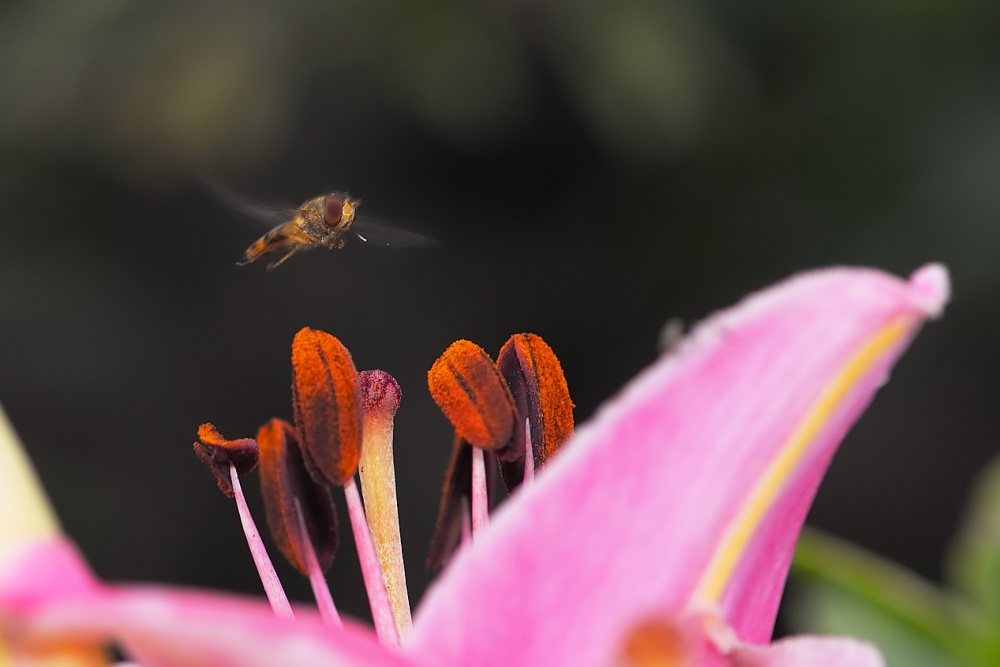 Auf Lilien flieg' ich