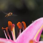 Auf Lilien flieg' ich