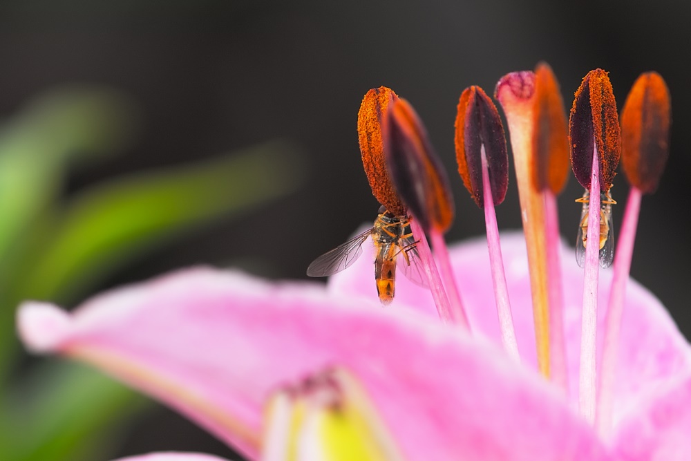 Auf Lilien fliegen