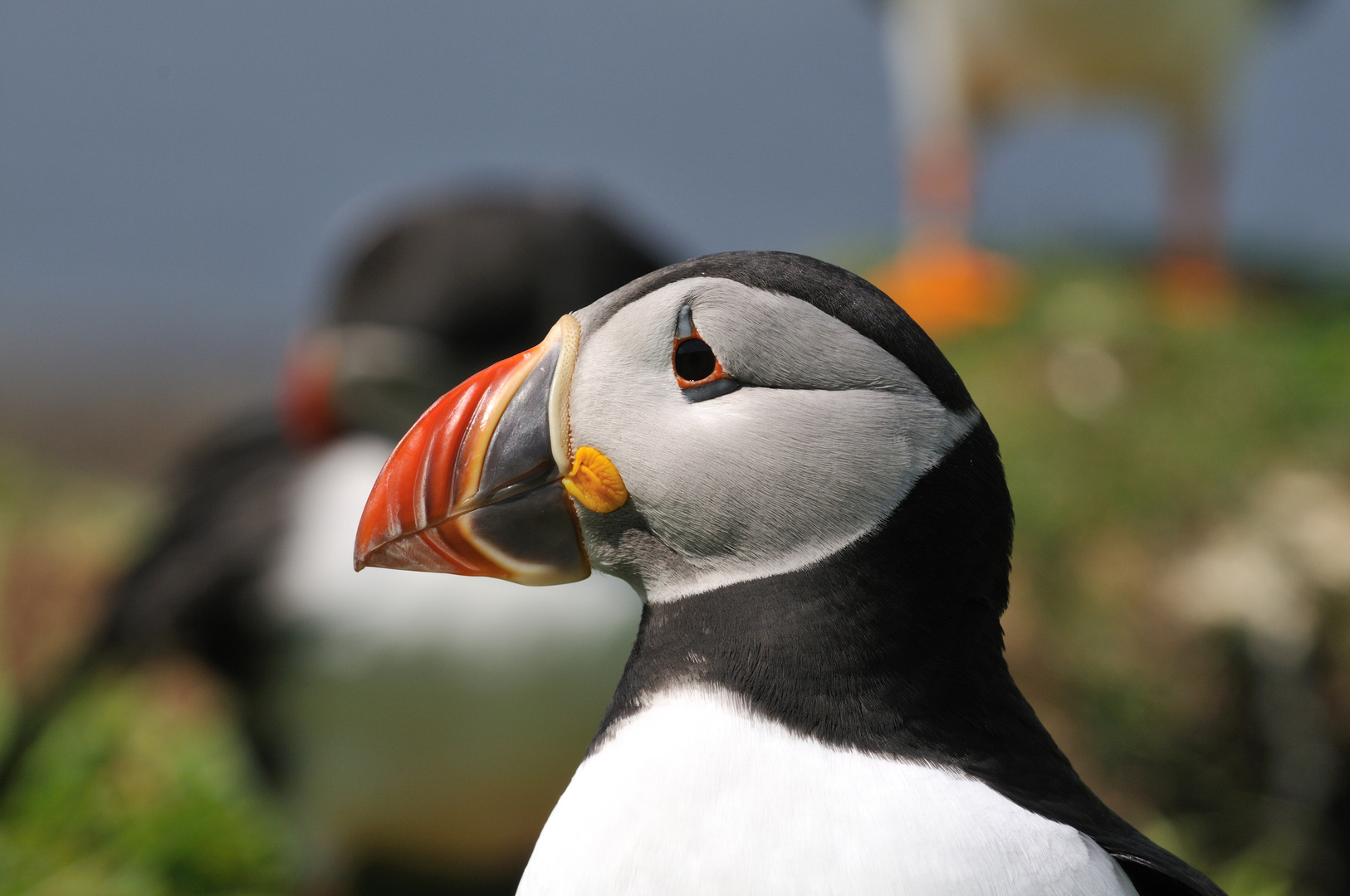 Auf Lunga, Treshnish Islands, Schottland