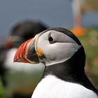 Auf Lunga, Treshnish Islands, Schottland