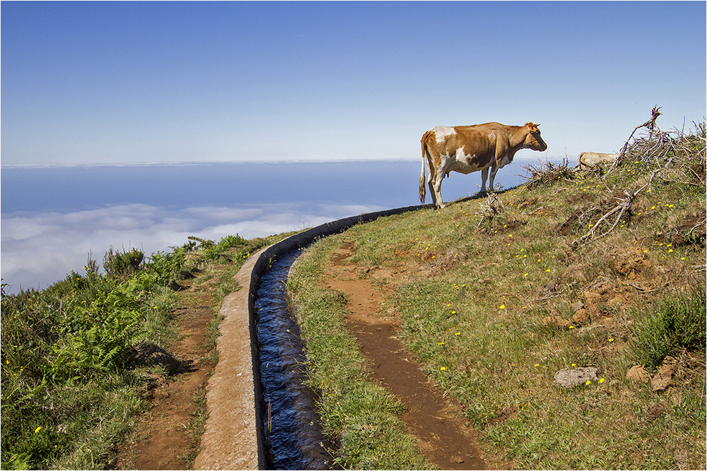 auf Madeira leben die Kühe im Himmel