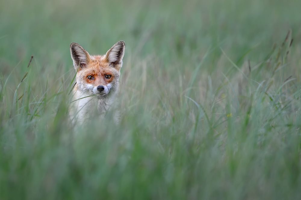Auf Mäusejagd Foto & Bild | tiere, wildlife, säugetiere Bilder auf ...