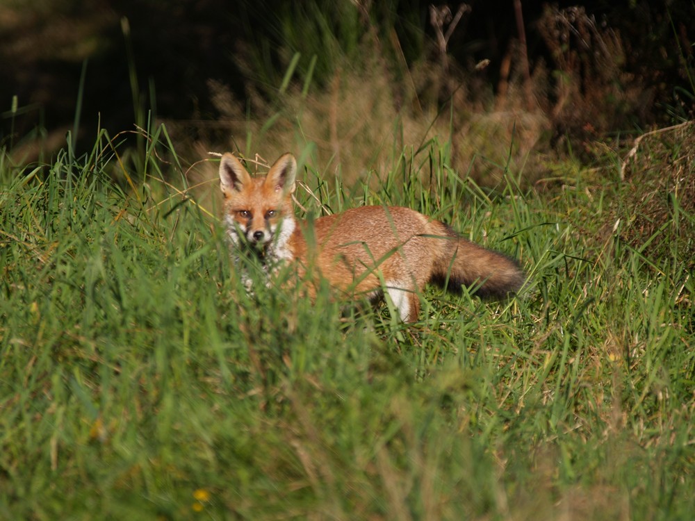 auf Mäusejagd von Rüdiger Schön RS 