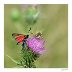 Auf Majas Blumenwiese...