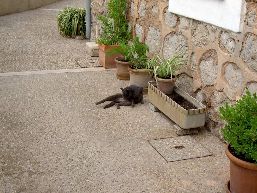 Auf Mallorca geht's der Katze gut!