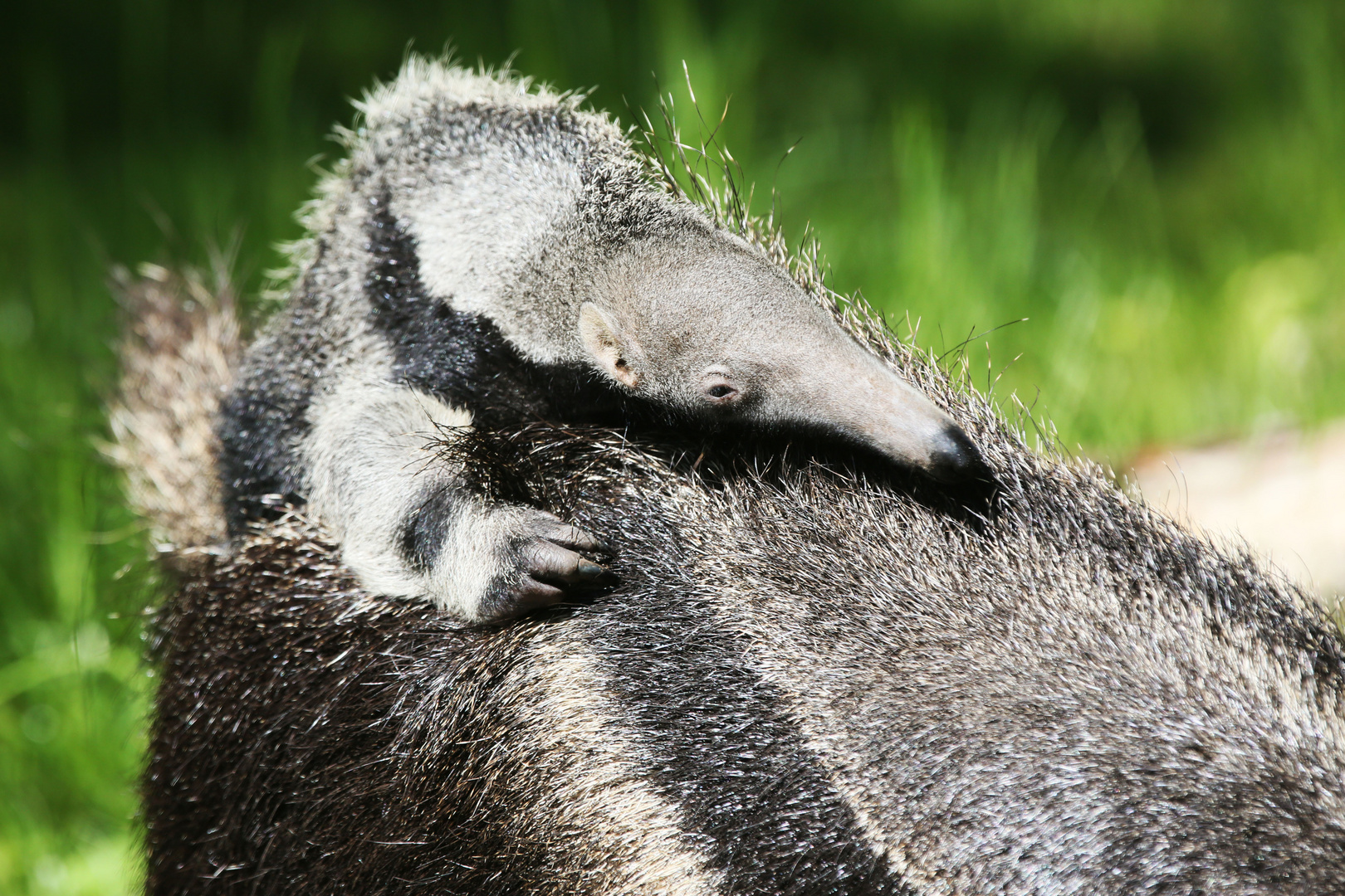 Auf Mama reiten