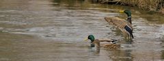 Auf mein Komando...vorwärts-marsch!...äh...schwimm!