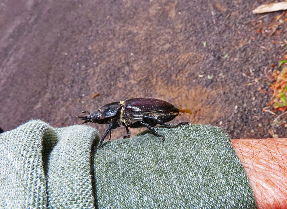 auf meinem Arm/Hemd