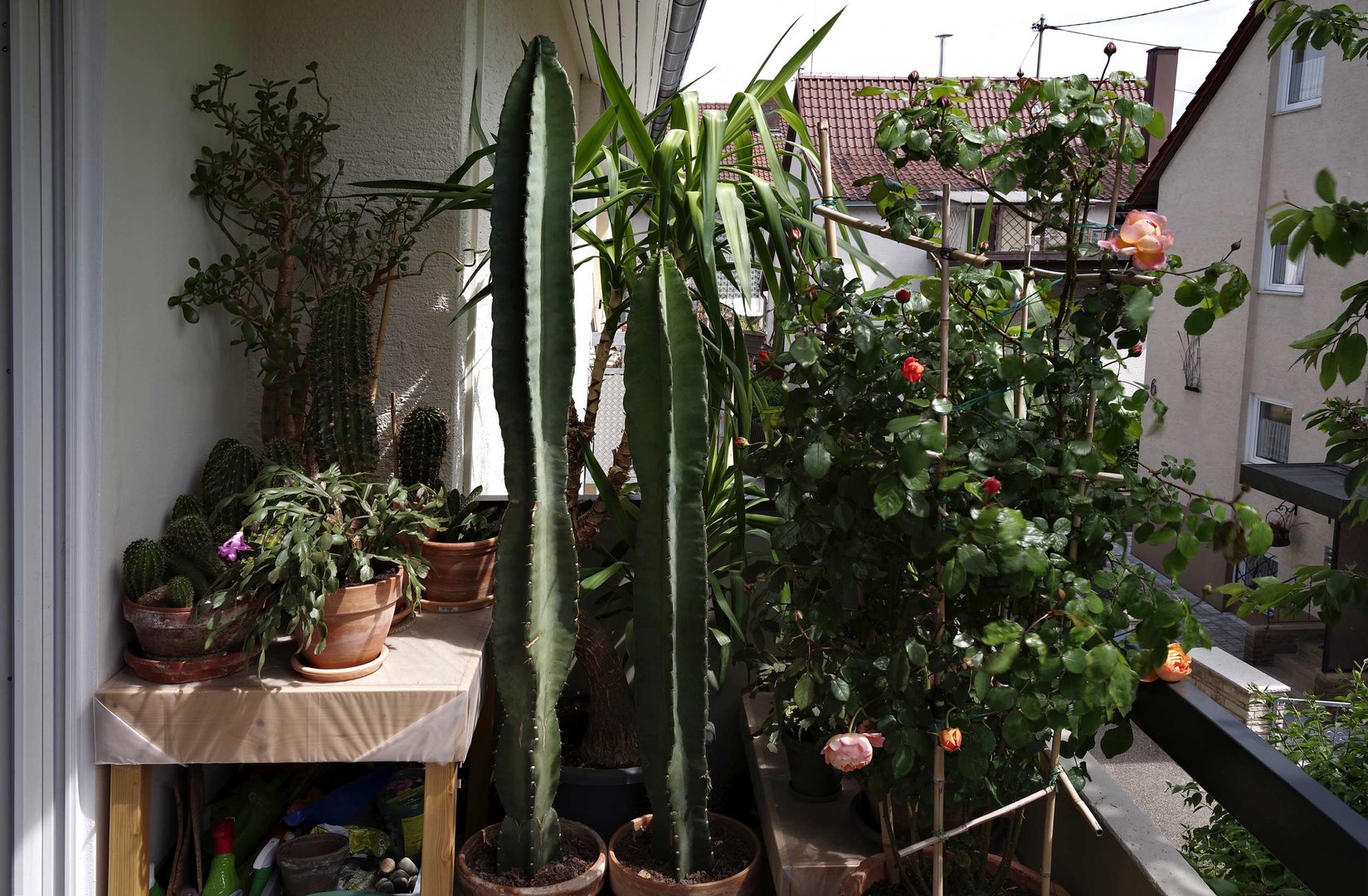 auf meinem Balkon