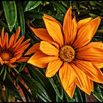 AUF MEINEM BALKON....