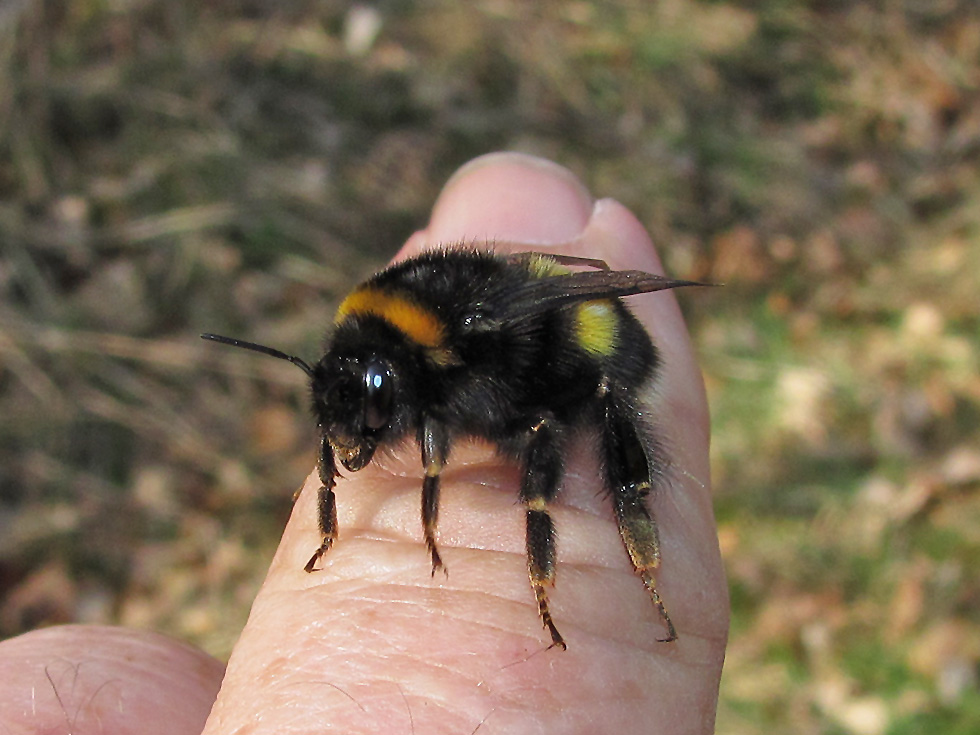 Auf meinem Finger ein Erdhummel