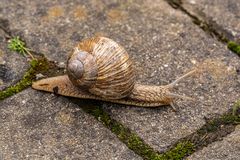 auf meinem Gartenweg