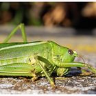 Auf meinem Gartenzaun