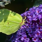 Auf meinem Sommerflieder