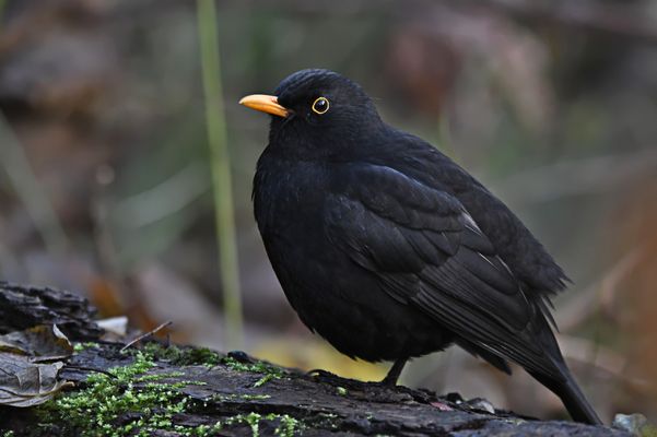 Auf meinem Spaziergang durch den Wald ...