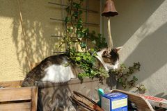 Auf meinen Balkon wachsen die seltensten Pflanzen