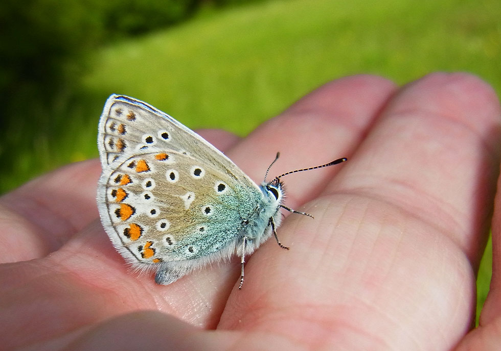 auf meiner Hand