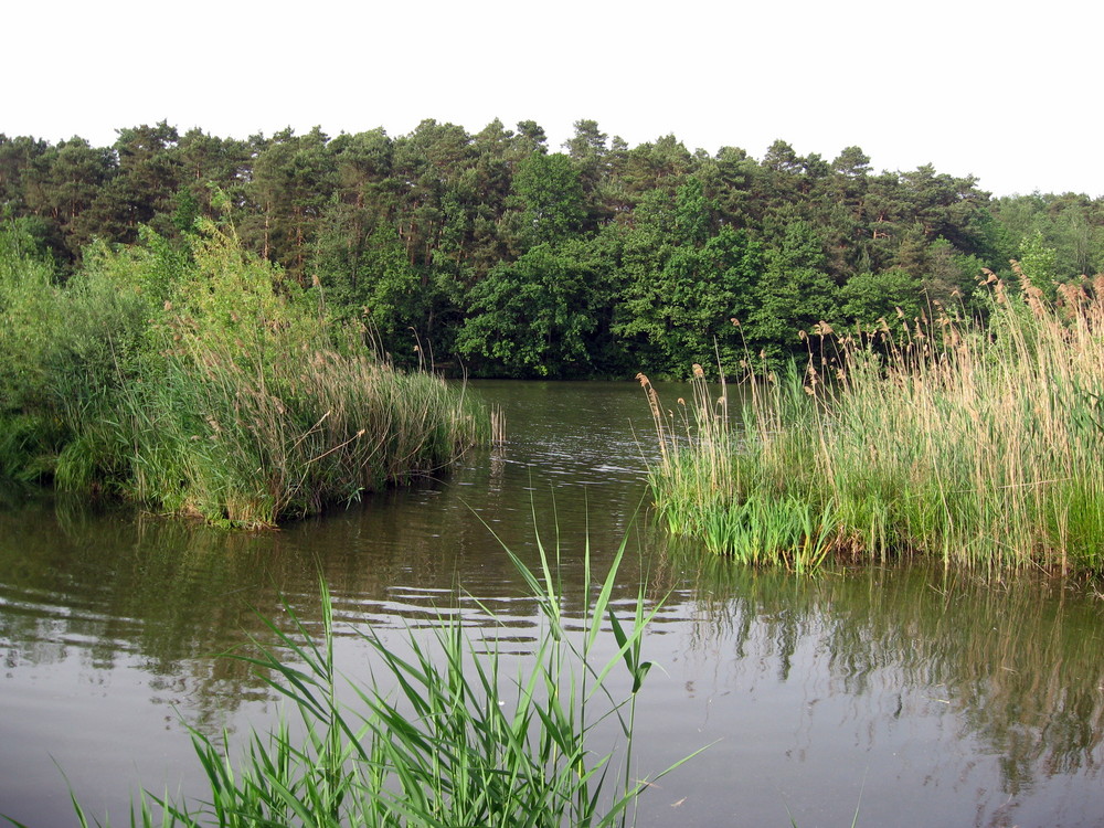 Auf meiner Insel am Dechsendorfer Weiher