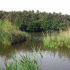 Auf meiner Insel am Dechsendorfer Weiher