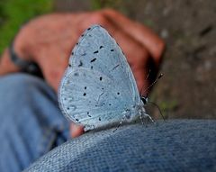 auf meiner Jeans