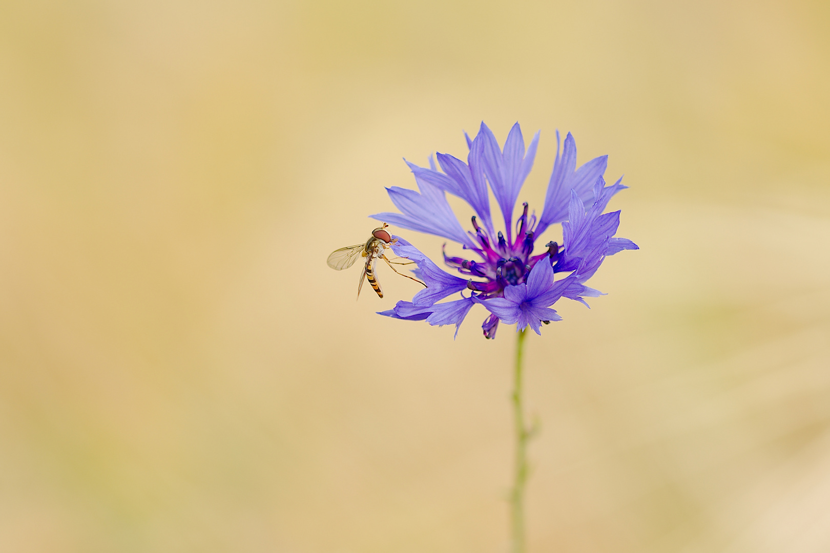 Auf meiner Lieblingsblume