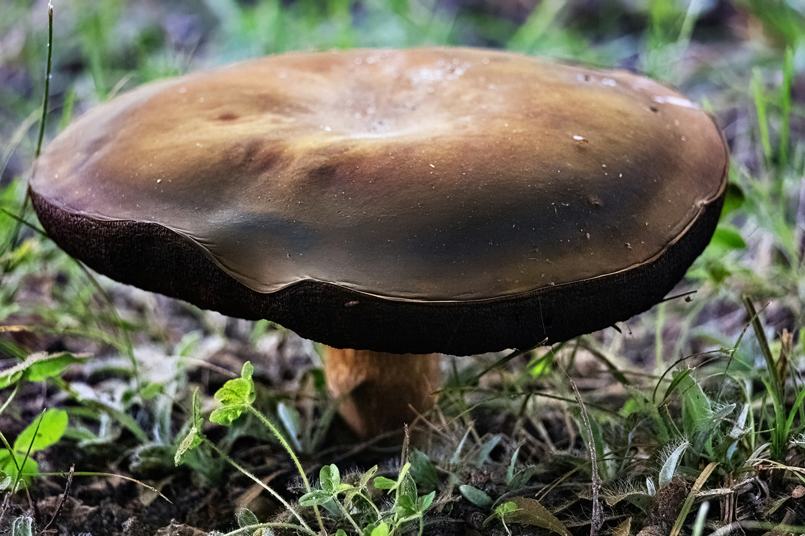 Auf meiner Wiese da wächst was 