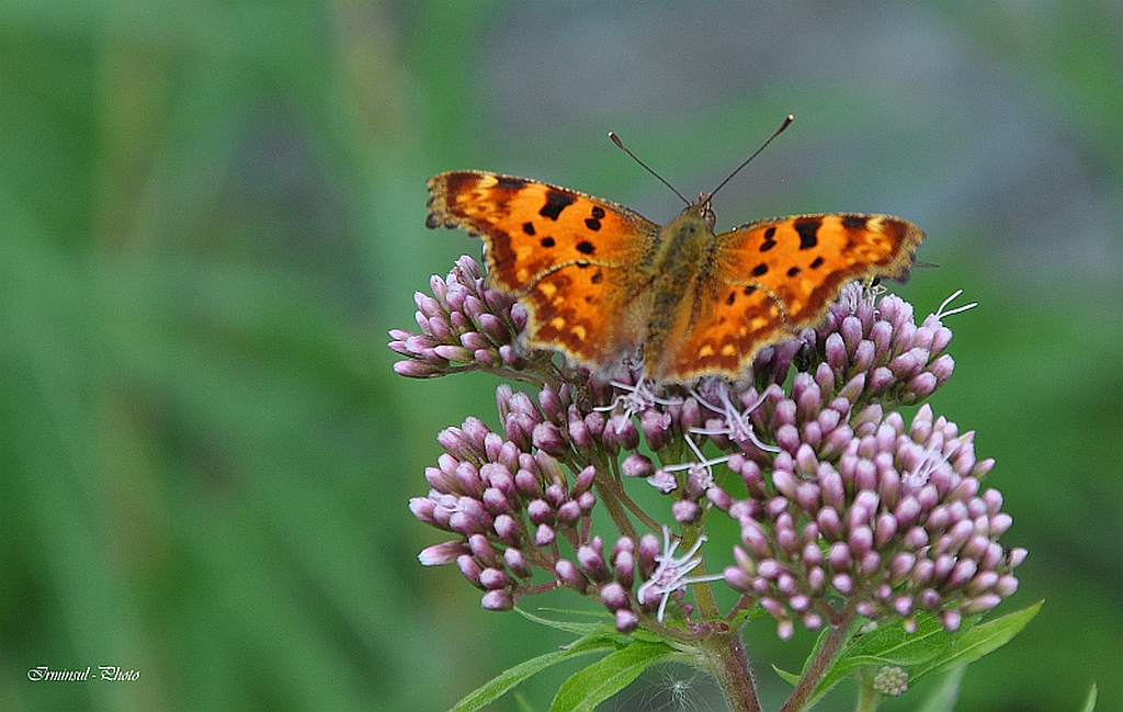 Auf meiner Wiese tat sich was ....2