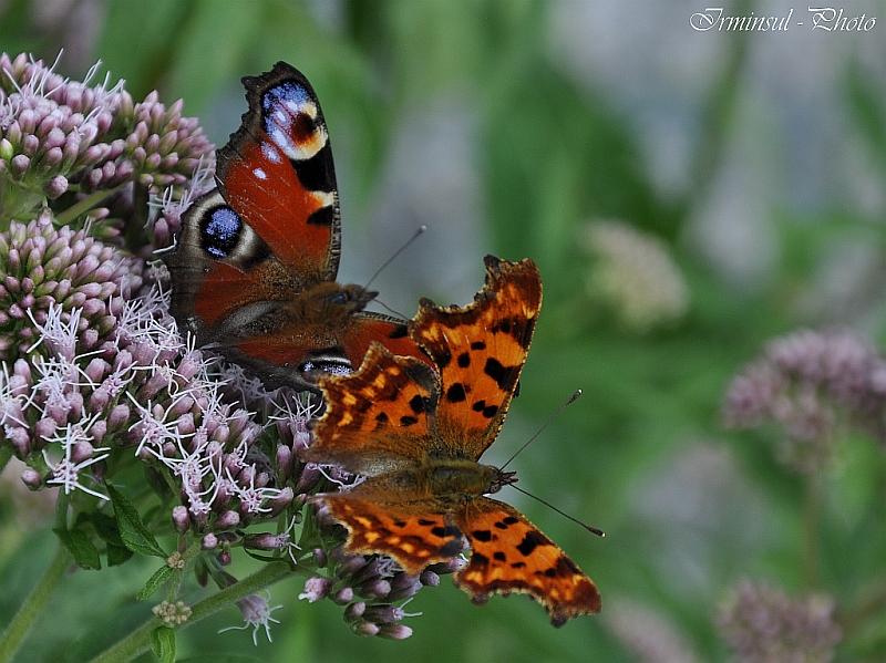 .....auf meiner Wiese tat sich was.....1